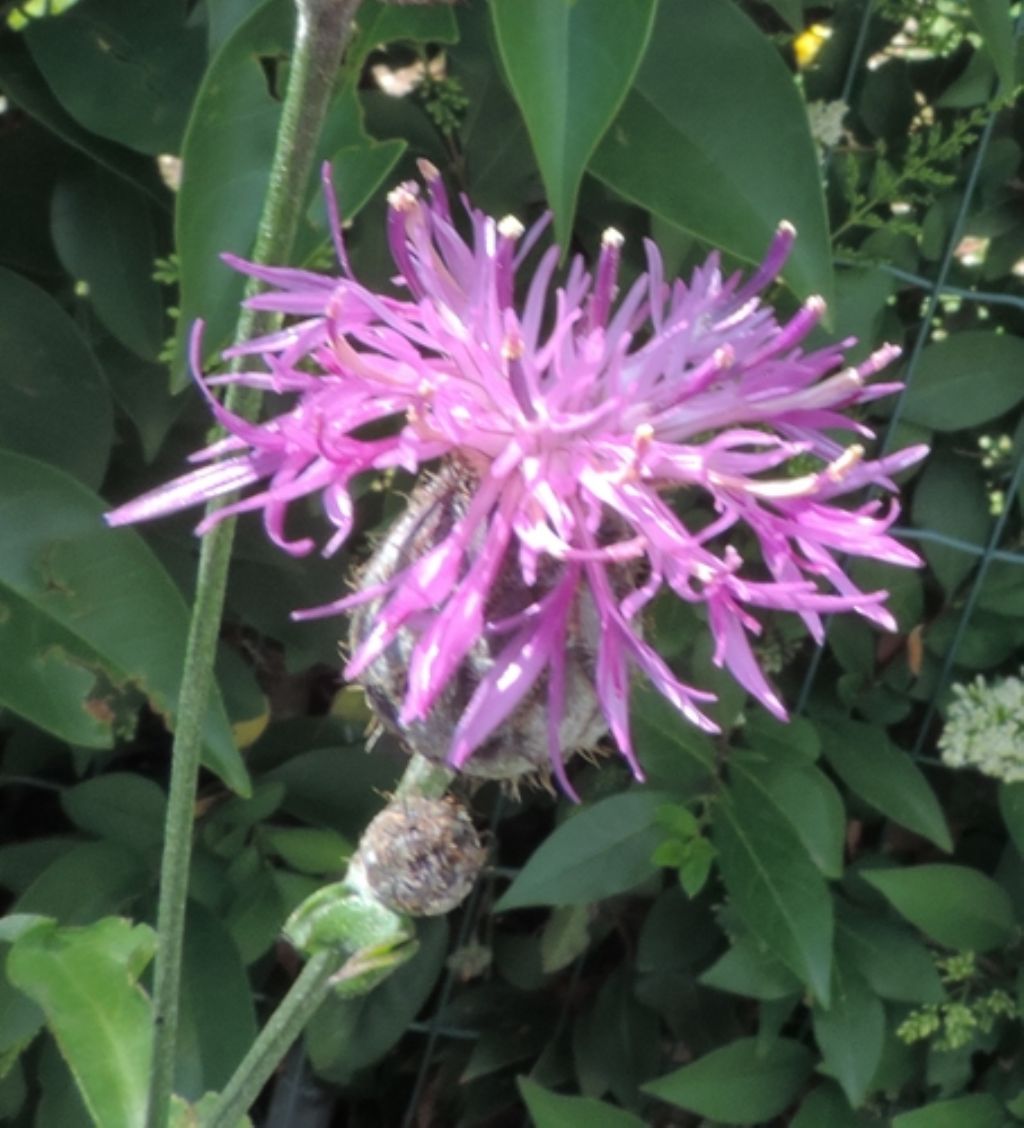 Centaurea scabiosa / Fiordaliso vedovino